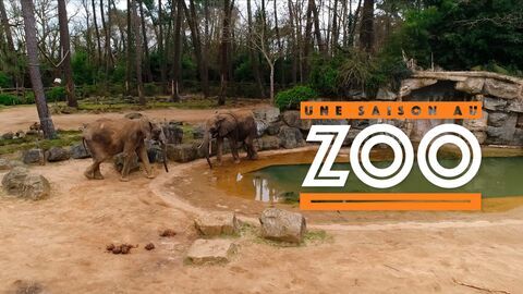 Vignette du programme télé Une saison au zoo