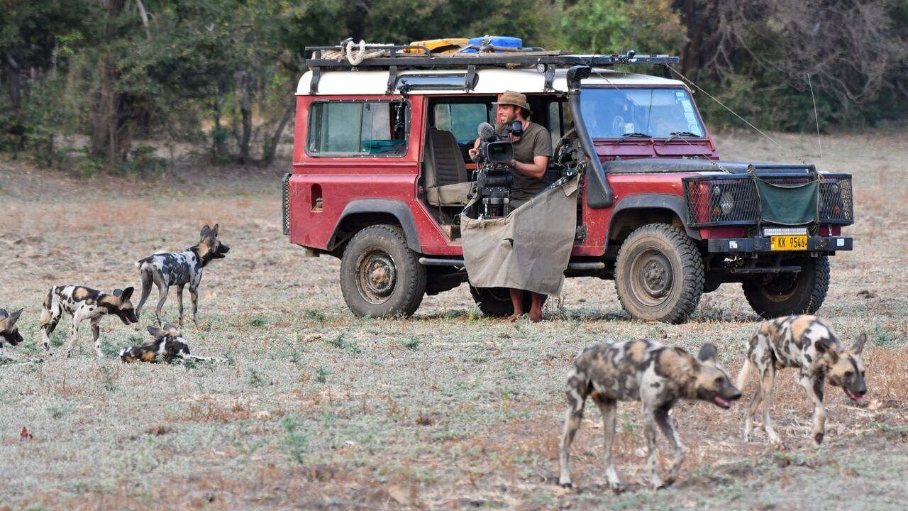 Vignette du programme télé Sur la piste des chiens sauvages d'Afrique