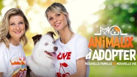 Vignette du programme télé Animaux à adopter : nouvelle famille pour une nouvelle vie