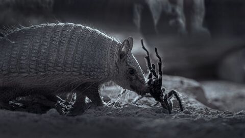 Vignette du programme télé L'Argentine sauvage