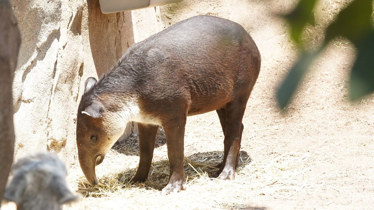 Vignette du programme télé Le zoo de San Diego