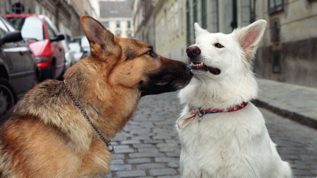 Vignette du programme télé Rex, chien flic