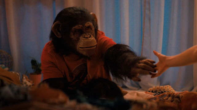 Vignette du programme télé Primate