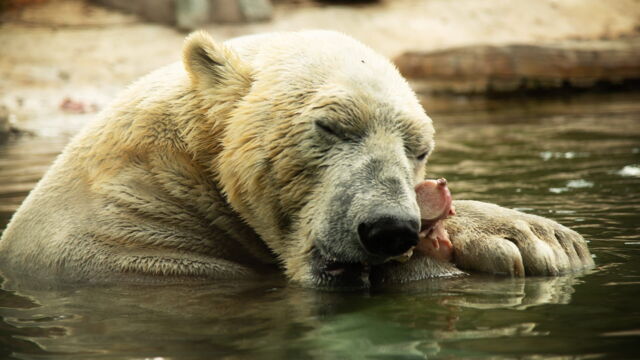 Vignette du programme télé Au coeur du zoo le plus beau du monde