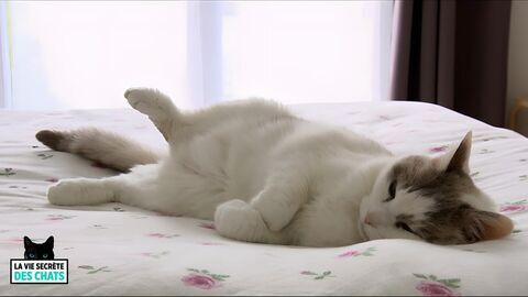 Vignette du programme télé La vie secrète des chats