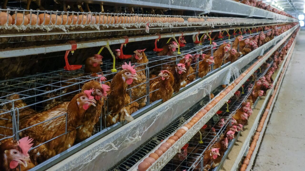 Vignette du programme télé Un village et un million de poulets