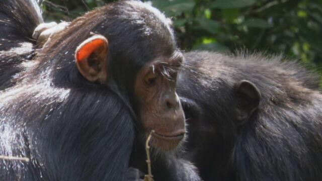 Vignette du programme télé Les animaux guérisseurs