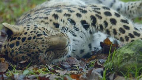 Vignette du programme télé Les animaux guérisseurs
