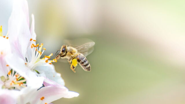 Vignette du programme télé Les abeilles, sentinelles de la planète