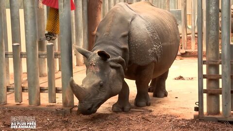 Vignette du programme télé Beauval, au plus près des animaux