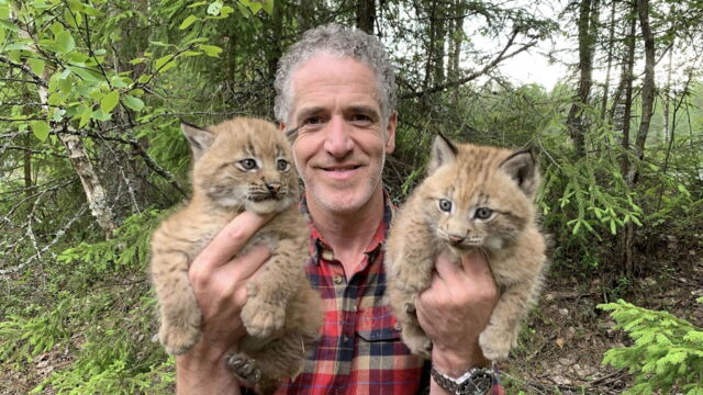 Vignette du programme télé Les bébés lynx et moi