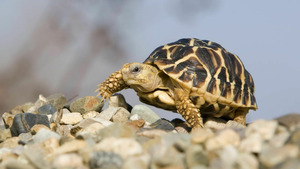 Vignette du programme télé Le trafic des tortues