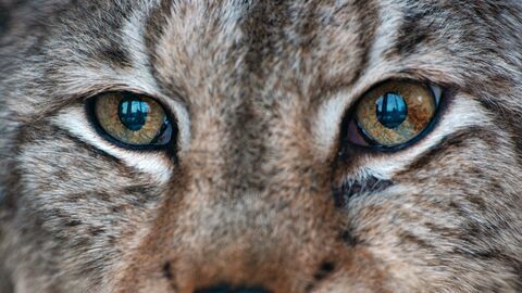 Vignette du programme télé Les bébés lynx et moi