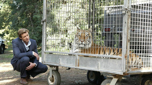 Vignette du programme télé Mentalist (Remède miracle) S4 (18/24)