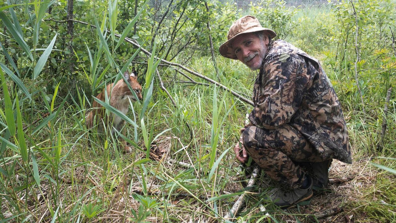 Vignette du programme télé Les bébés lynx et moi