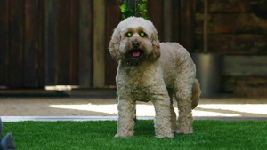 Vignette du programme télé Dog House : un chien pour la vie (L'accord parfait) S5 (n°2)