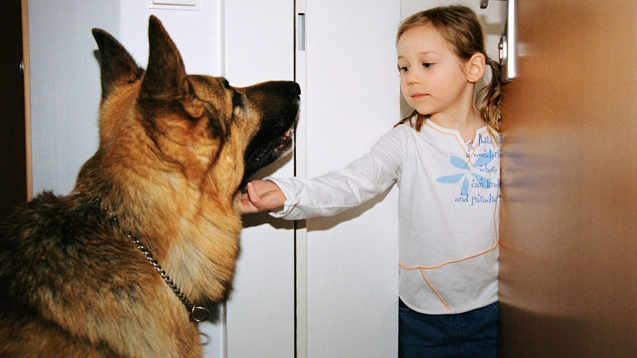 Vignette du programme télé Rex, chien flic