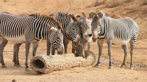 Vignette du programme télé Le Zoo de San Diego