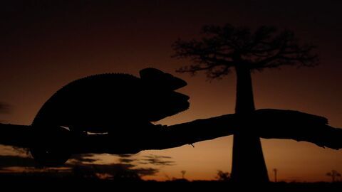 Vignette du programme télé Madagascar ou le grand carnaval des caméléons