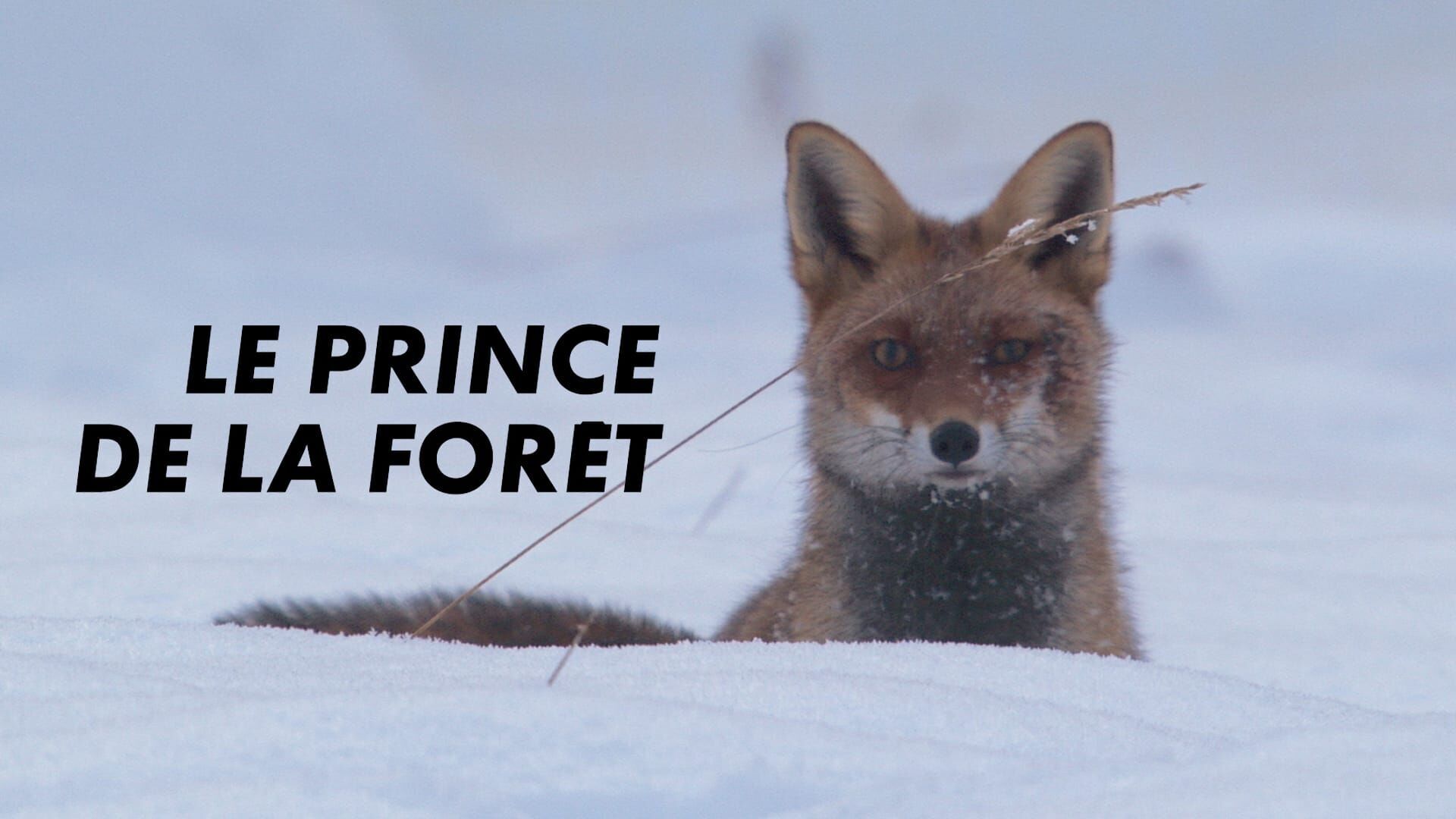 Vignette du programme télé Le prince de la forêt
