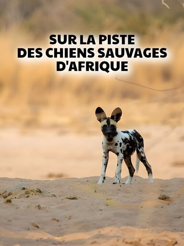 Vignette du programme télé Sur la piste des chiens sauvages d'Afrique
