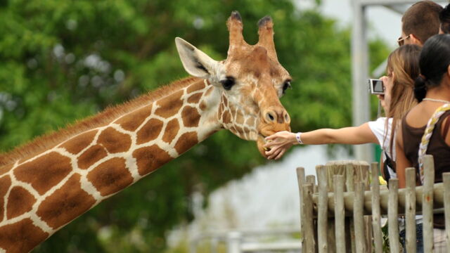 Vignette du programme télé Une saison au zoo