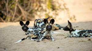 Vignette du programme télé Sur la piste des chiens sauvages d'Afrique (La voix de la raison) S2 (3/6)