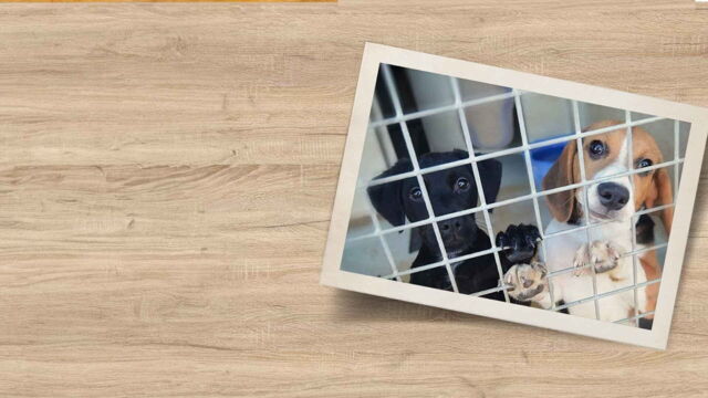 Vignette du programme télé Chiens et chats sans collier