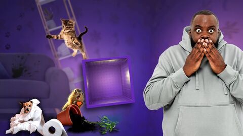 Vignette du programme télé Les 100 vidéos qui ont fait rire le monde entier