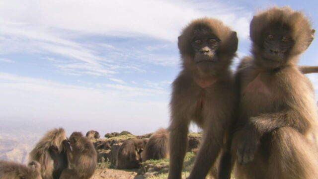 Vignette du programme télé Les animaux guérisseurs