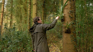 Vignette du programme télé La civilisation des arbres (Le jardin jungle)