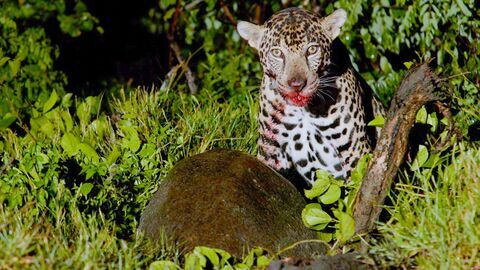 Vignette du programme télé Les animaux, sauveurs des forêts tropicales