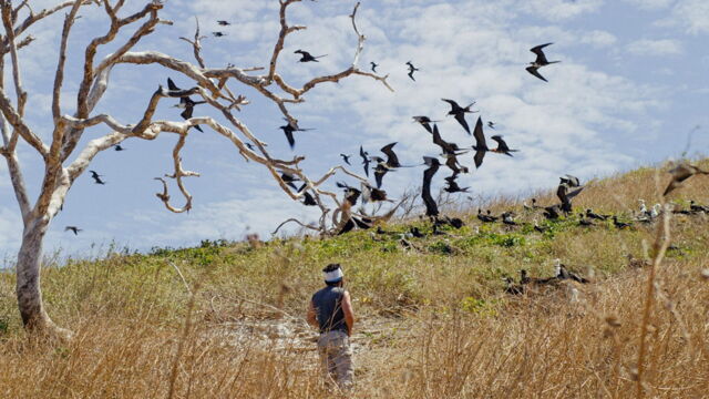Vignette du programme télé Les animaux, sauveurs des forêts tropicales
