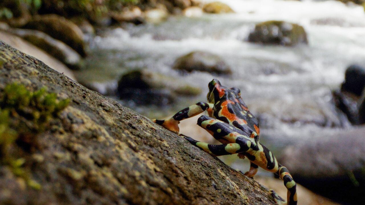 Vignette du programme télé Les animaux, sauveurs des forêts tropicales