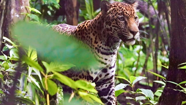 Vignette du programme télé Les animaux, sauveurs des forêts tropicales