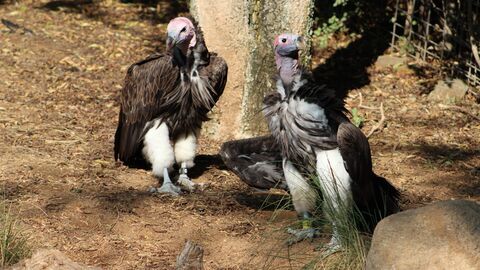 Vignette du programme télé Le Zoo de San Diego