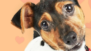 Vignette du programme télé Dog House : un chien pour la vie (Décollage immédiat) S5 (5/7)