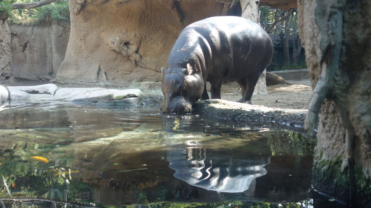 Vignette du programme télé Le Zoo de San Diego