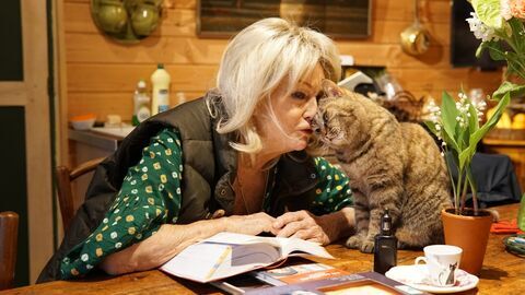 Vignette du programme télé La vie secrète des chats