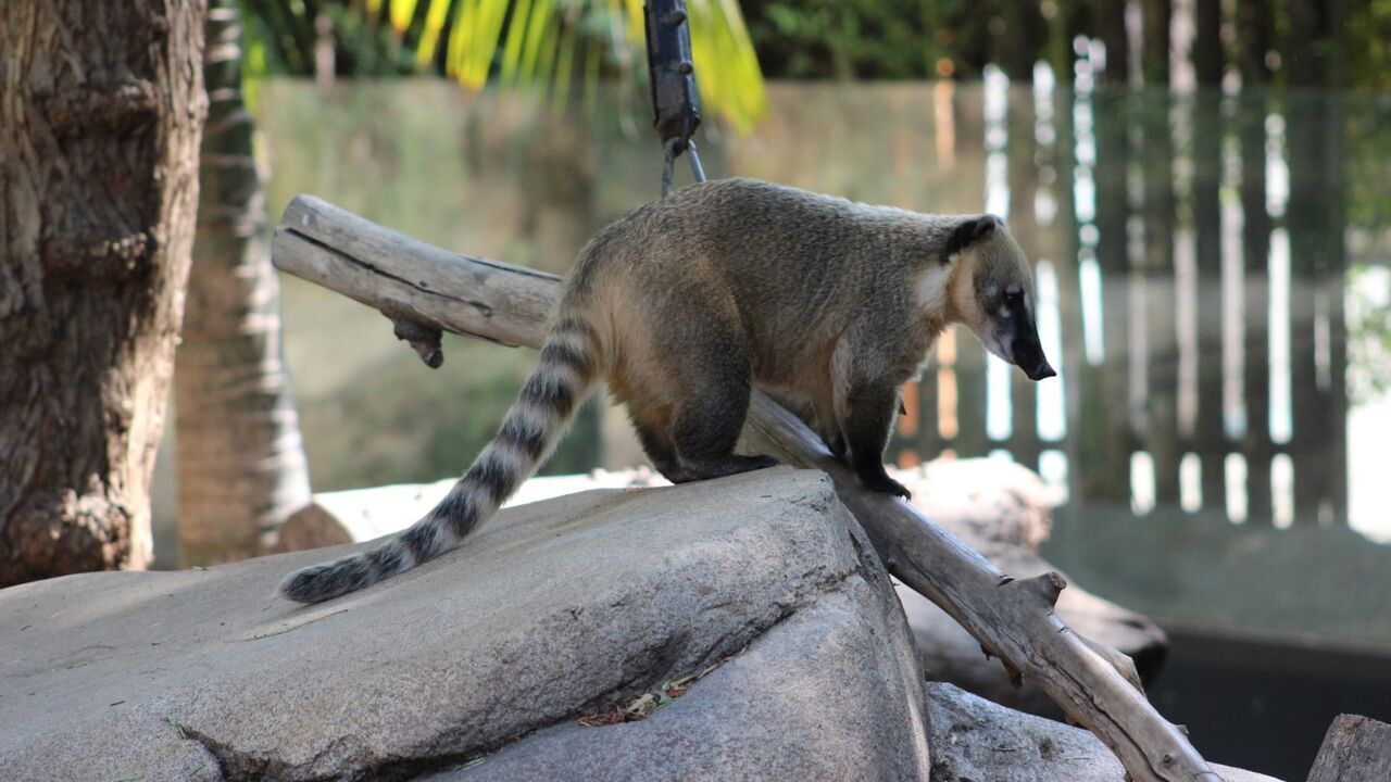 Vignette du programme télé Le Zoo de San Diego
