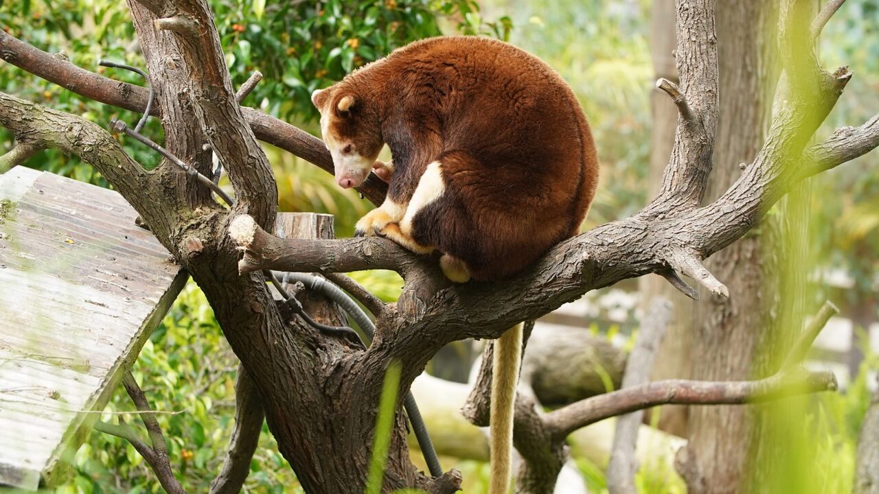 Vignette du programme télé Le Zoo de San Diego