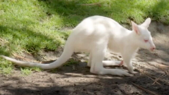 Vignette du programme télé Le Zoo de San Diego