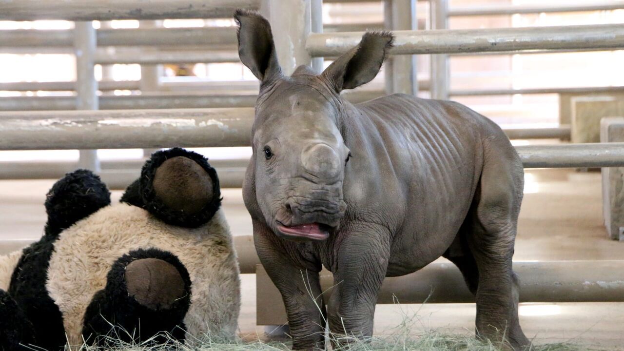 Vignette du programme télé Le Zoo de San Diego