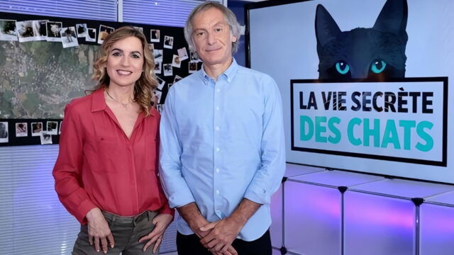 Vignette du programme télé La vie secrète des chats