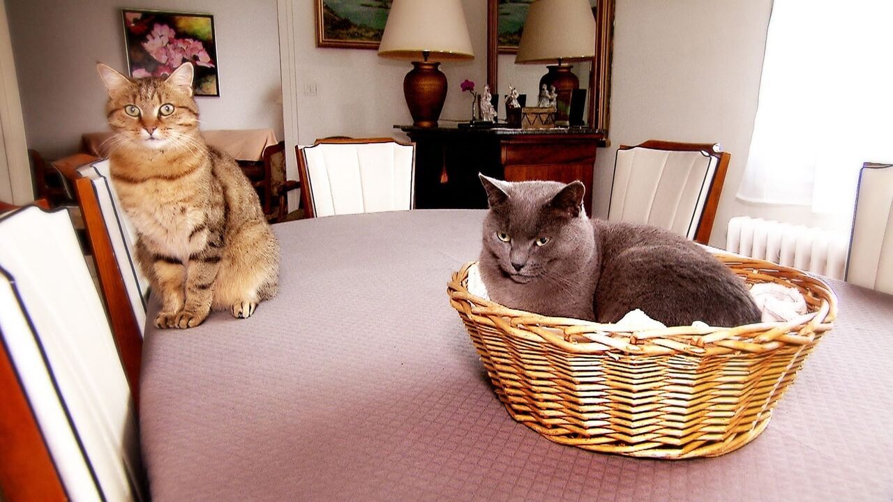 Vignette du programme télé La vie secrète des chats