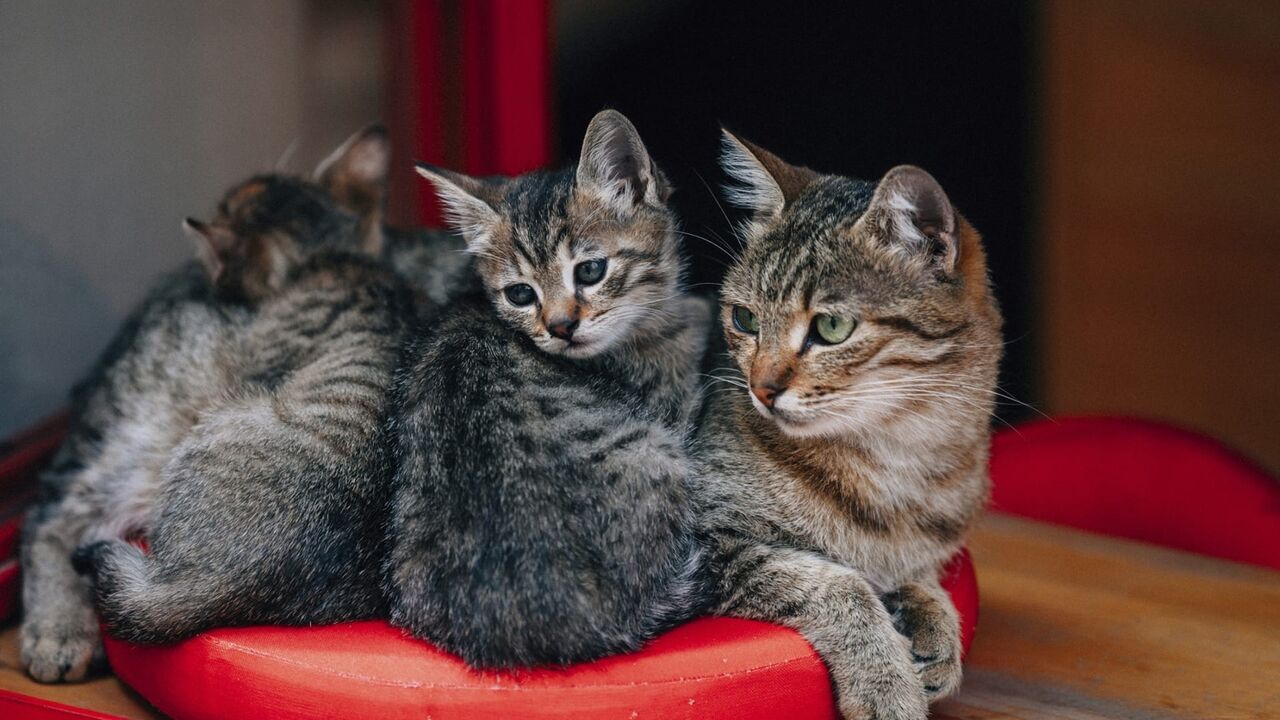 Vignette du programme télé La vie secrète des chats