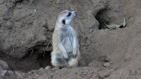 Vignette du programme télé Le Zoo de San Diego
