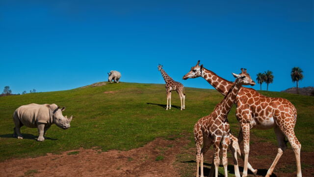 Vignette du programme télé Au coeur du zoo le plus beau du monde