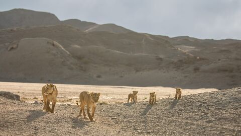 Vignette du programme télé Les lionnes de Namibie : Reines de la côte des Squelettes