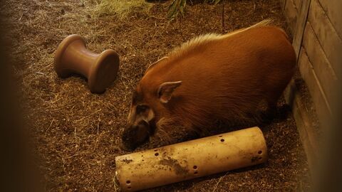 Vignette du programme télé Le Zoo de San Diego